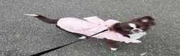 Chihuahua dogs for sale: Stunning female KC Russian Chihuahua - Advert 6