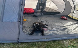 Lurcher dogs for sale: 4 y/o lurcher for rehoming - Image 3