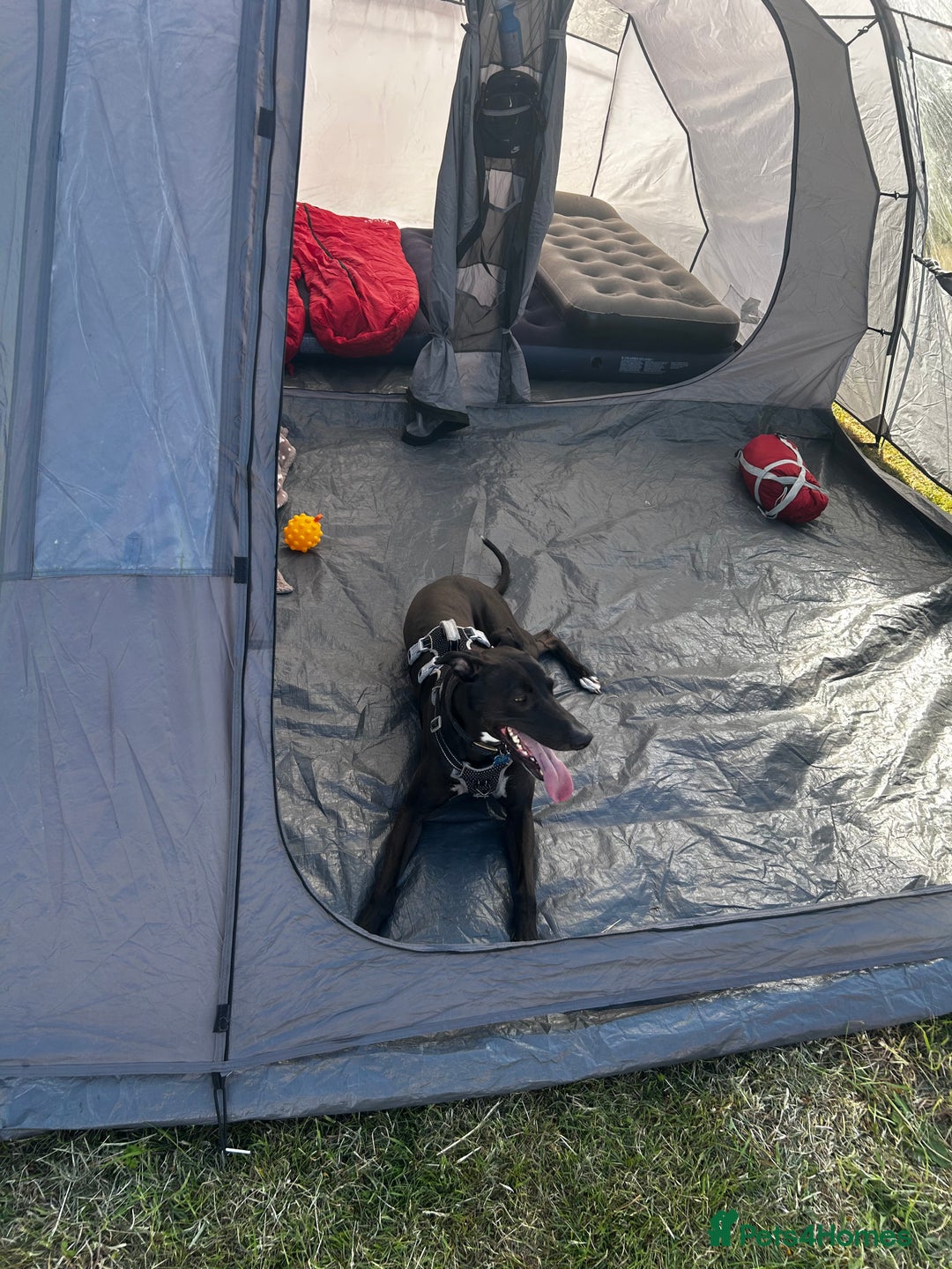 Lurcher dogs for sale: 4 y/o lurcher for rehoming - Image 3