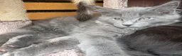 Maine Coon cats for sale: 🐾 Show Quality GCCF Registered Maine Coon Kittens - Advert 4