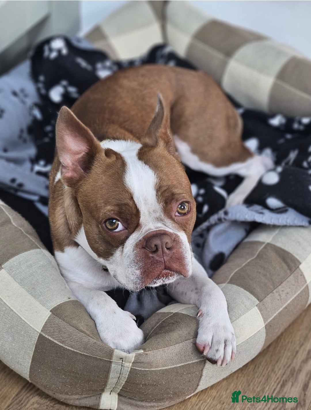 Boston Terrier dogs for sale: 2y old Boston Terrier Boy for Rehome  - Advert 2