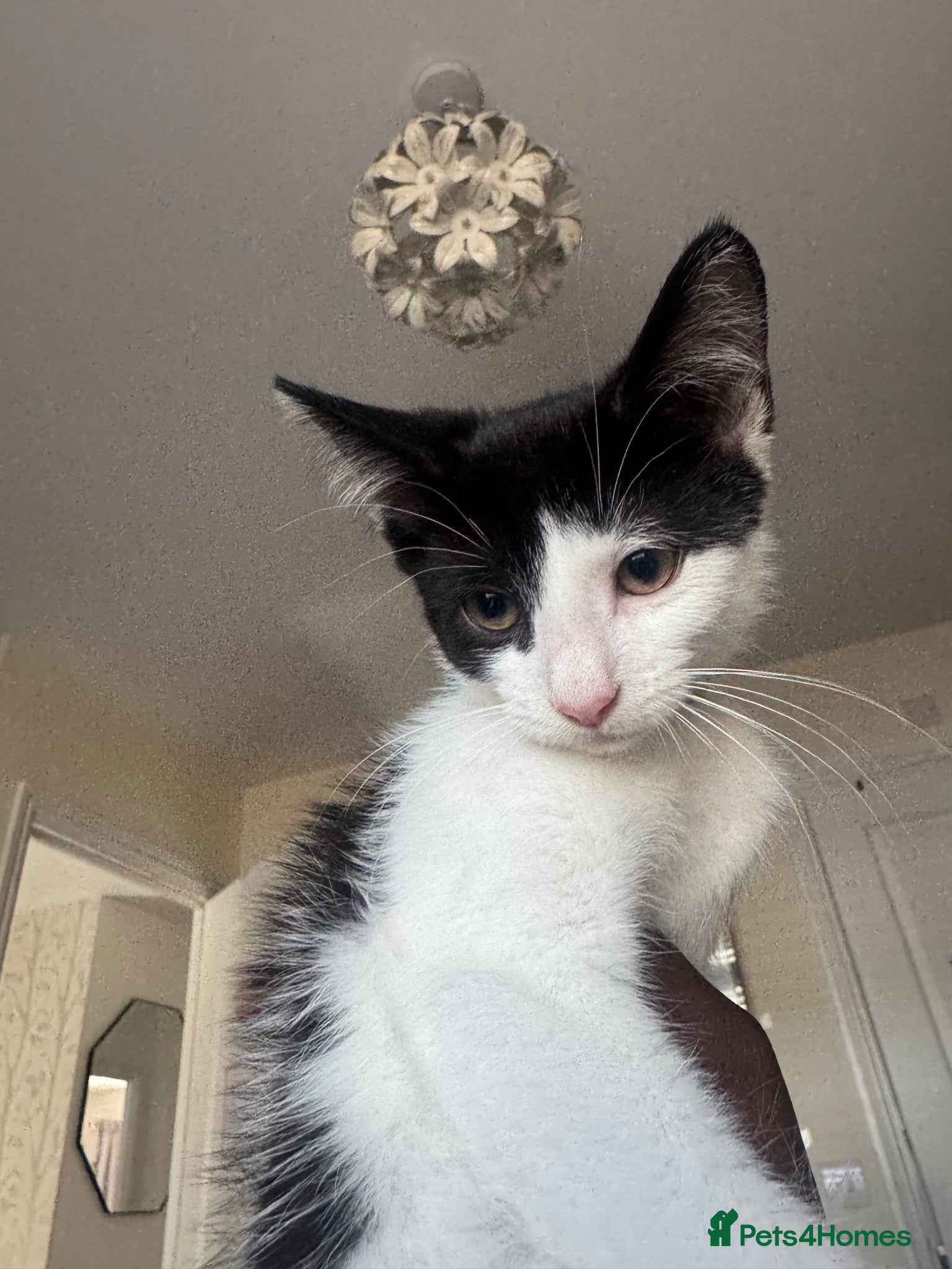Mixed Breed cats *17 Week-Old*Male Kitten Looking for a 4Ever Home  - Advert 4