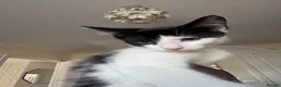 Mixed Breed cats for sale: *17 Week-Old*Male Kitten Looking for a 4Ever Home  - Advert 1