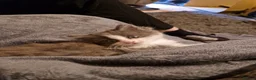 Mixed Breed cats for sale: 2 fluffy kittens ready to go - Advert 4