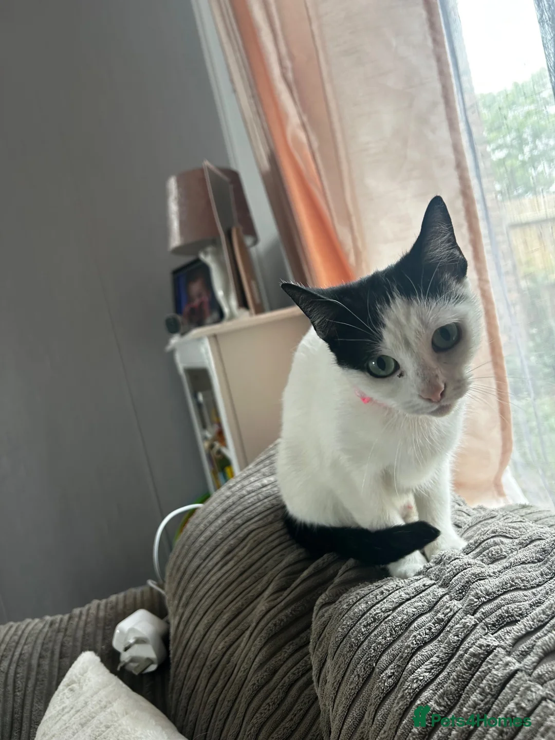 Mixed Breed cats for sale: Looking for forever home  - Advert 2