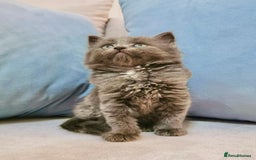 Maine Coon cats for sale: Maine Coon Kittens - Image 9