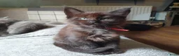 Maine Coon cats for sale: Tica registered pedigree poly Maine Coons. - Advert 16