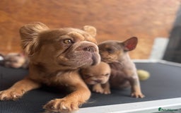 French Bulldog dogs for sale: Fluffy French Bulldogs/DNA Tested Parents  - Image 8
