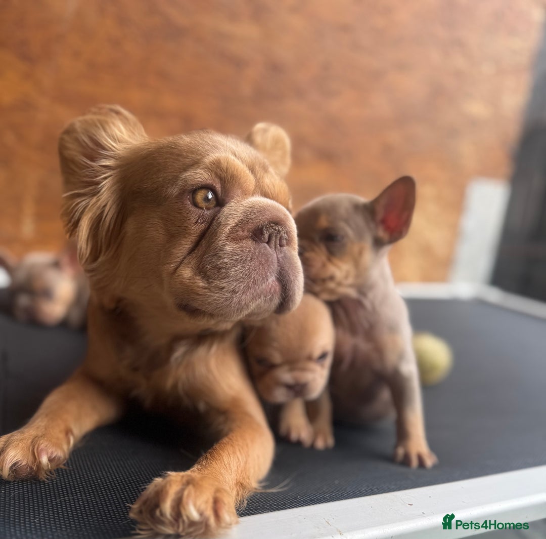 French Bulldog dogs for sale: Fluffy French Bulldogs/DNA Tested Parents  - Image 8