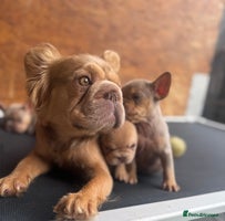 French Bulldog dogs - Advert 10