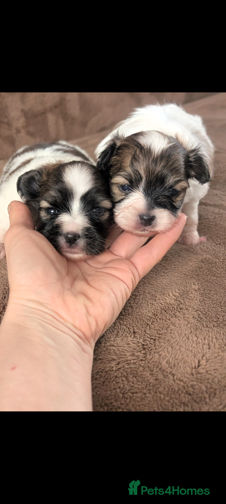 Papillon dogs Stunning papilion girls  - Advert 1