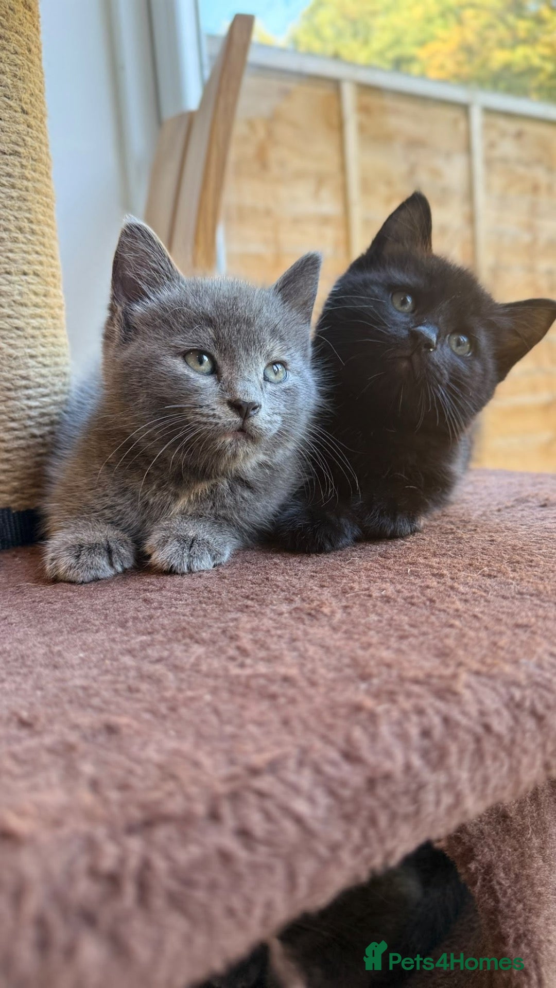 British Shorthair cats Grey and black British short hair kittens  - Advert 1