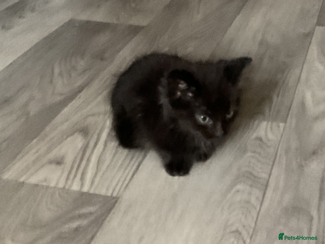 Mixed Breed cats for sale: Kittens for sale ready to go now   - Advert 18