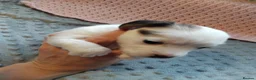 Jack Russell dogs for sale: Full jack russle pups  - Advert 5