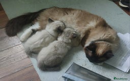 Ragdoll cats for sale: Beautiful chunky kittens ready to leave soon - Image 14