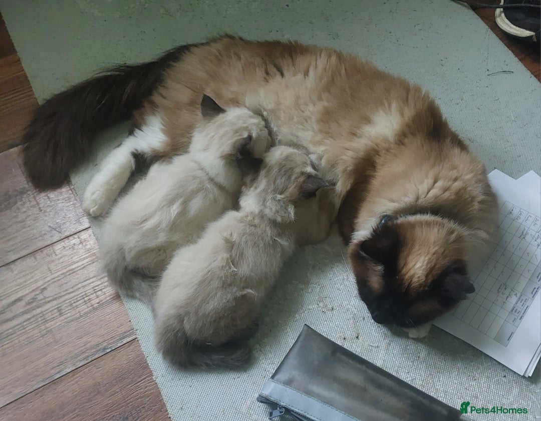 Ragdoll cats for sale: Beautiful chunky kittens ready to leave soon - Image 14