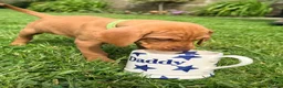 Hungarian Vizsla dogs for sale: !!REDUCED!! Beautiful KC Registered Vizsla Pups - Advert 18