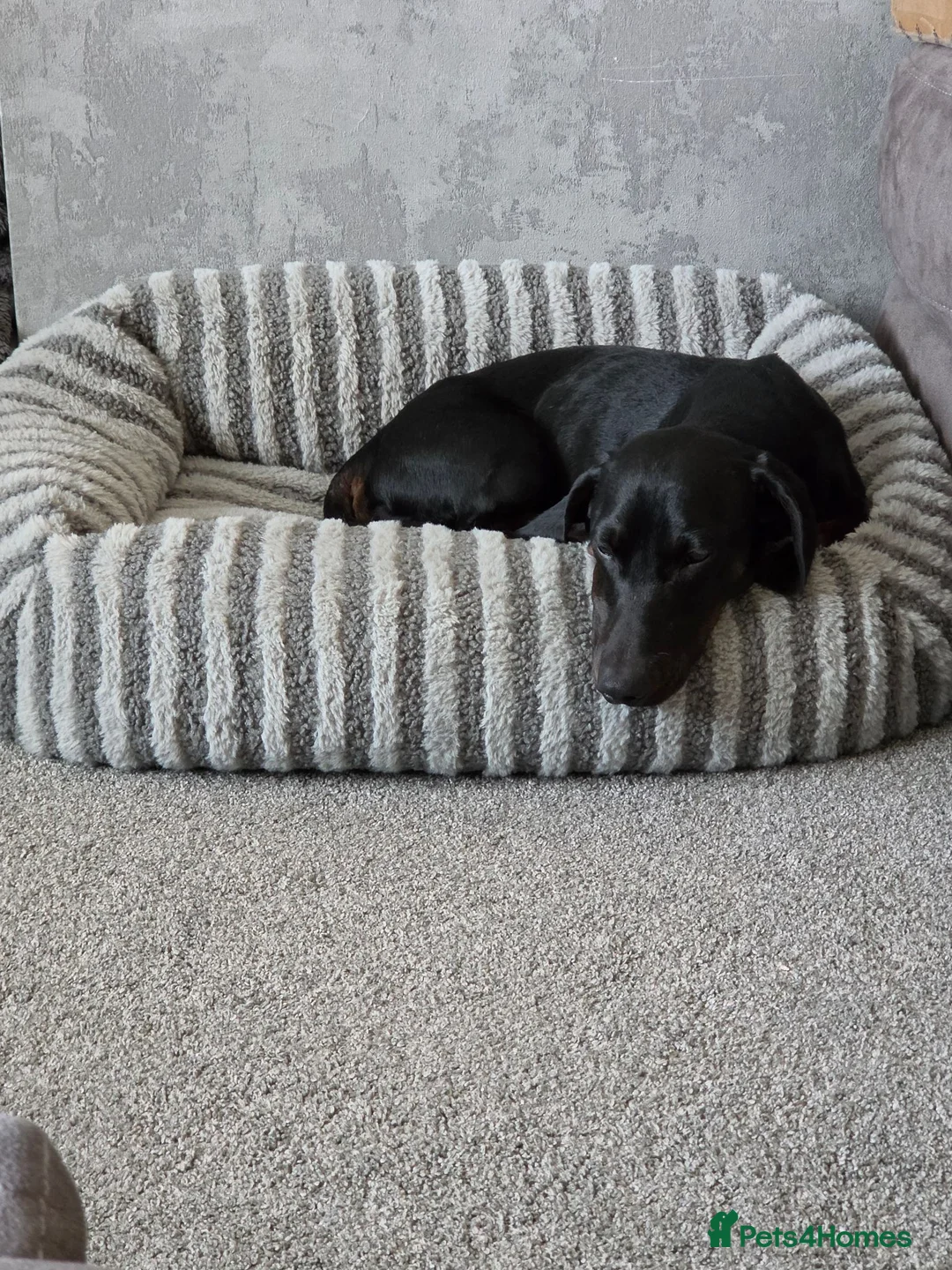 Dachshund dogs for sale: entire male standard dachshund for rehoming.. in Wigton - Advert 6