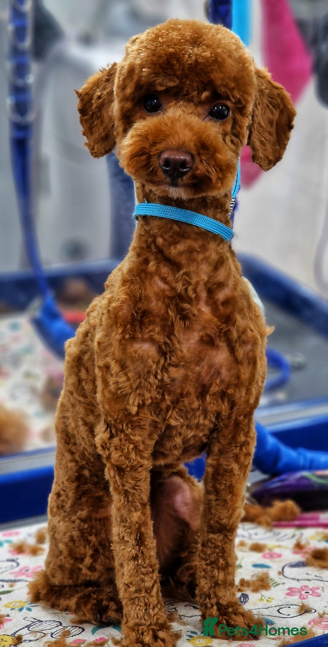 Miniature Poodle dogs for sale: Stunning poodles puppies  ready now   - Advert 17