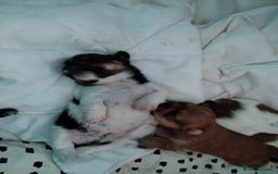 Mixed Breed dogs for sale: Yorkshire Terrier Colourful (Biewer) Puppies - Image 5