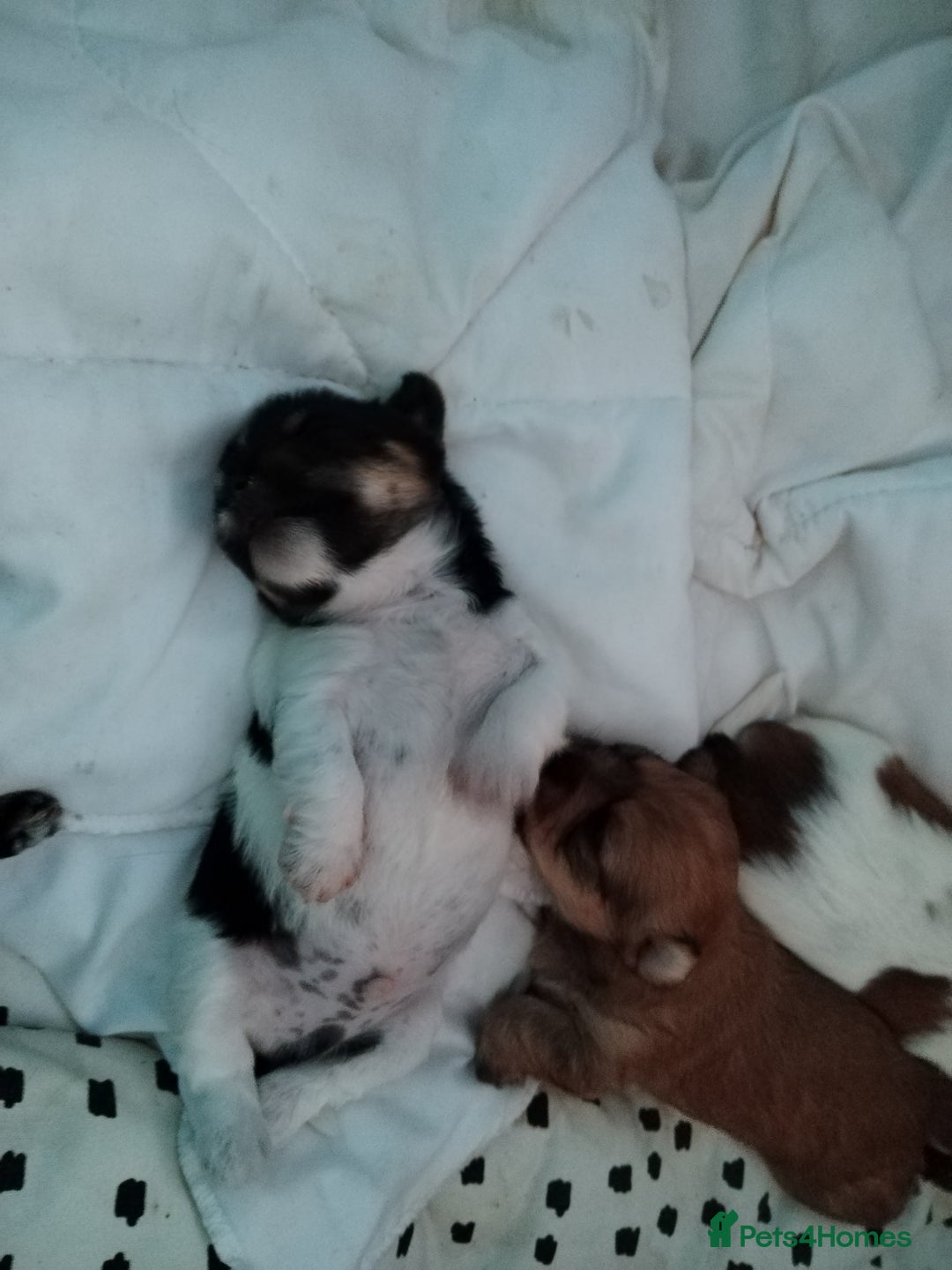 Mixed Breed dogs for sale: Yorkshire Terrier Colourful (Biewer) Puppies - Image 5