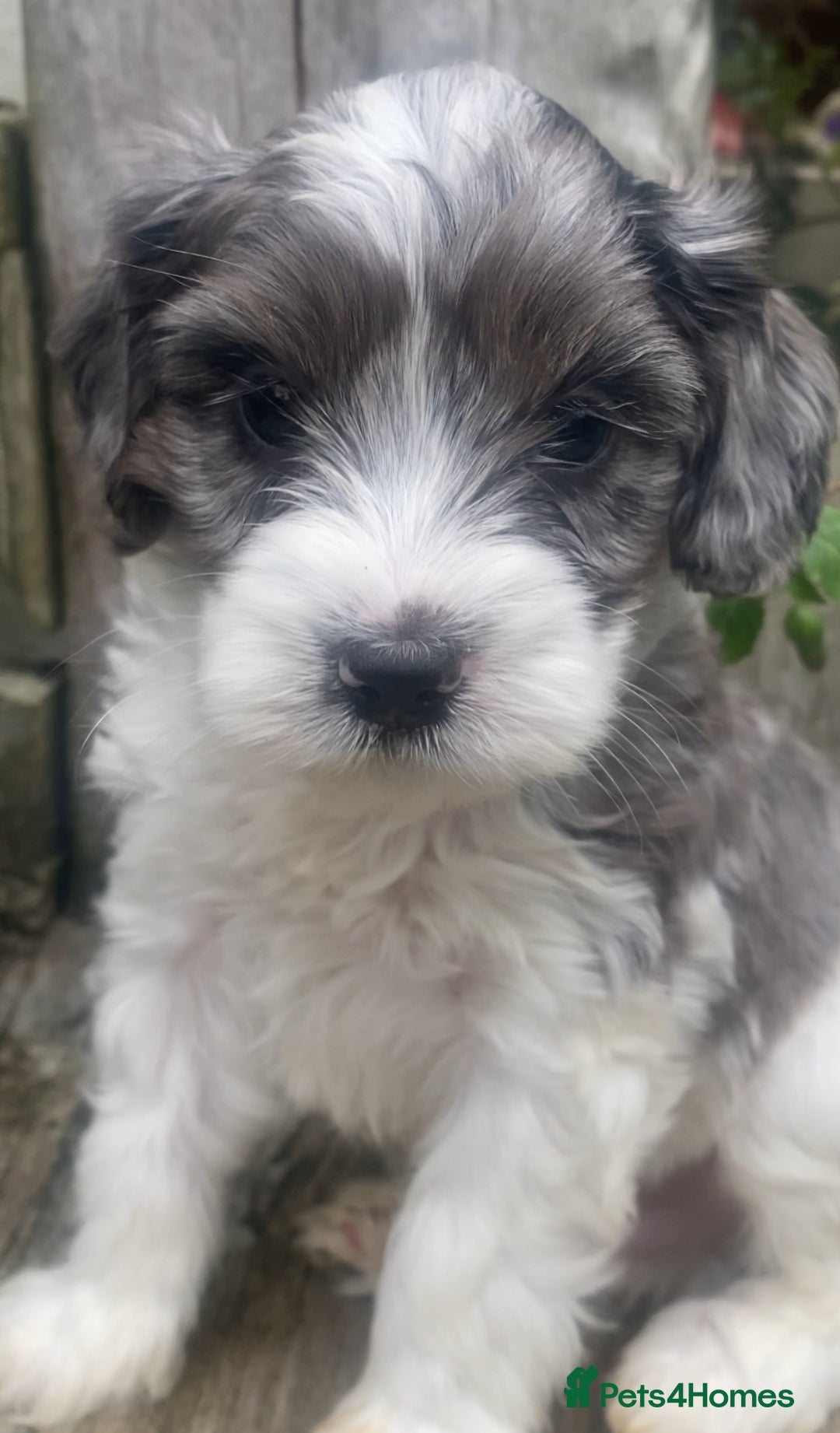 Cavapoo dogs for sale: Cottage Cavapoo Puppies  - Image 8