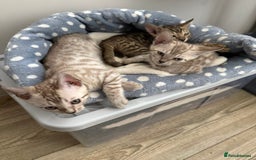 Bengal cats for sale: Beautiful Bengal Kittens Brown & Snows - Image 2
