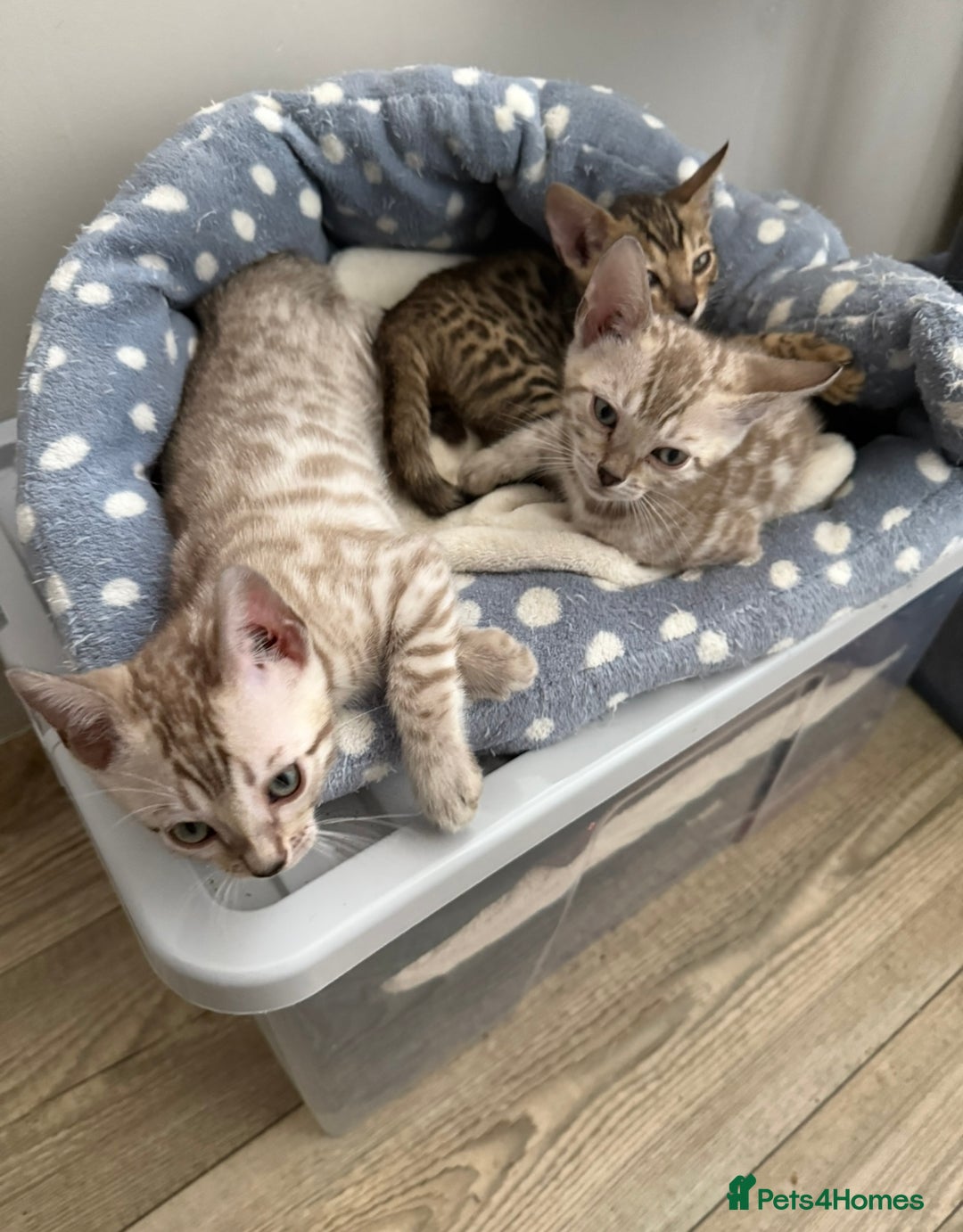 Bengal cats for sale: Beautiful Bengal Kittens Brown & Snows - Image 2