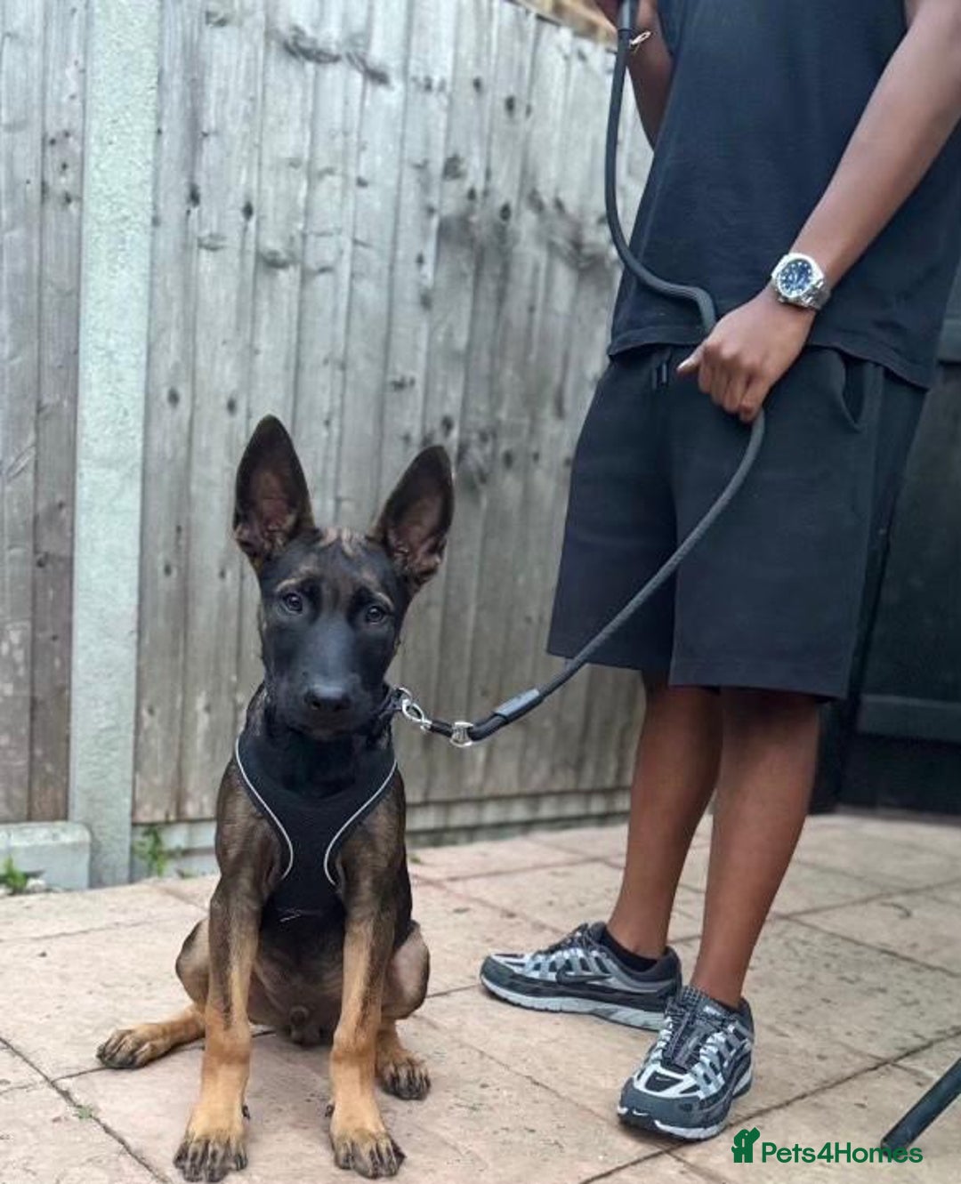 Belgian Shepherd Dog dogs for sale: Herder Bones 🦴 - Advert 31