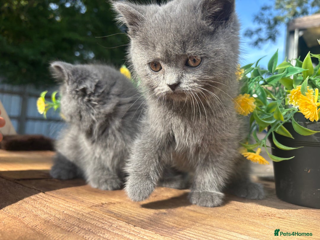 British Shorthair cats for sale: 3 PURE BSH kittens - Image 20