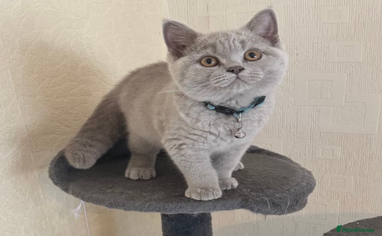 British Shorthair cats - Advert 12