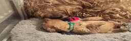 Goldendoodle dogs for sale: F1BB Goldendoodles - Advert 26