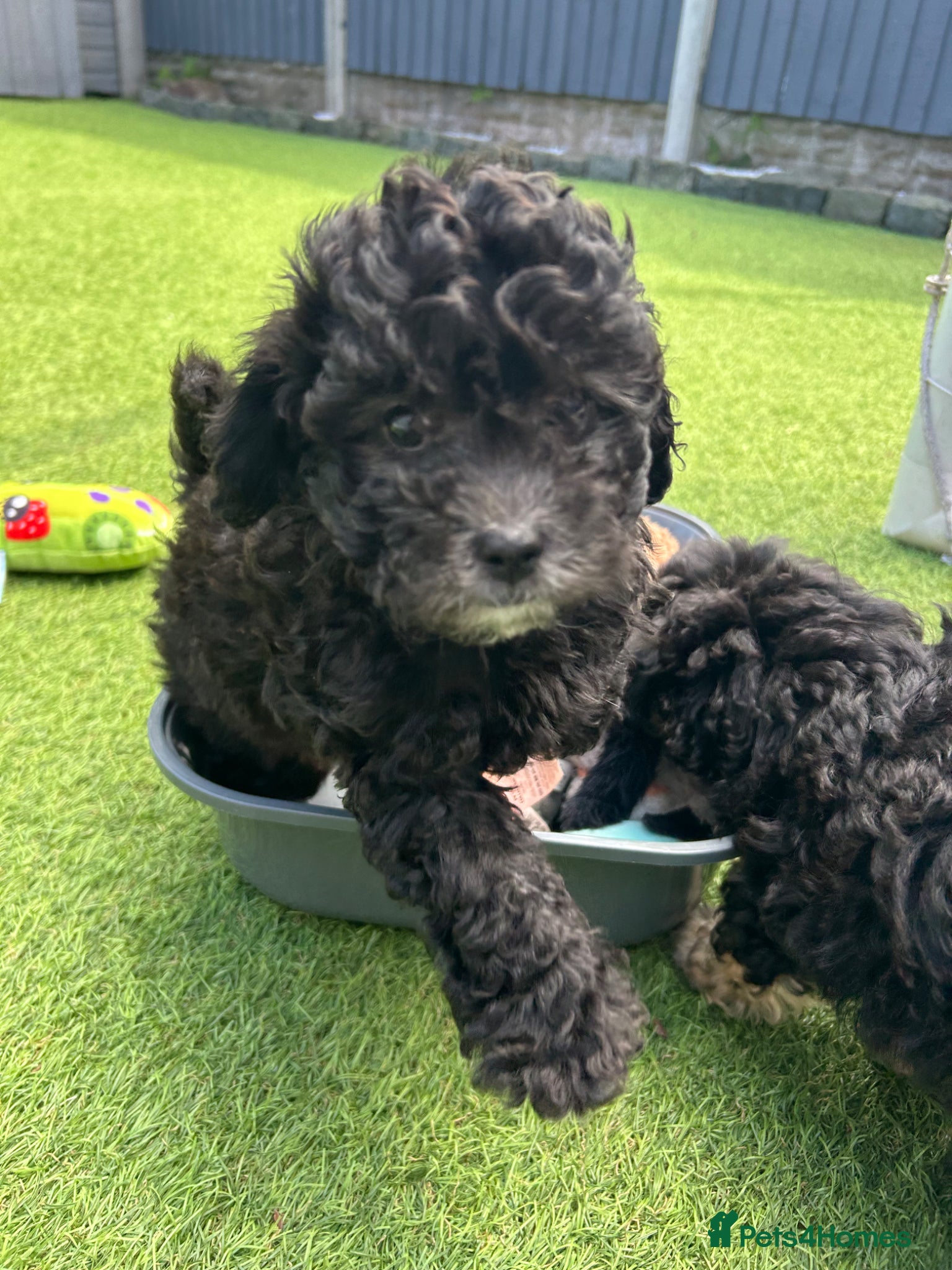 Shihpoo dogs 1 little boy left looking for a loving home  - Advert 2