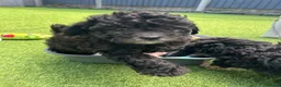 Shihpoo dogs for sale: 1 little boy left looking for a loving home  - Advert 2