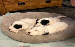 Sealyham Terrier dogs for sale: Quality KC registered Sealyham Terrier pups - Image 4