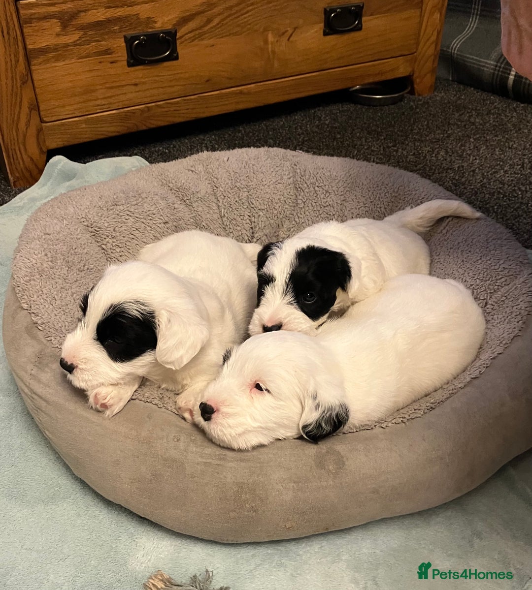 Sealyham Terrier dogs for sale: Quality KC registered Sealyham Terrier pups - Image 4
