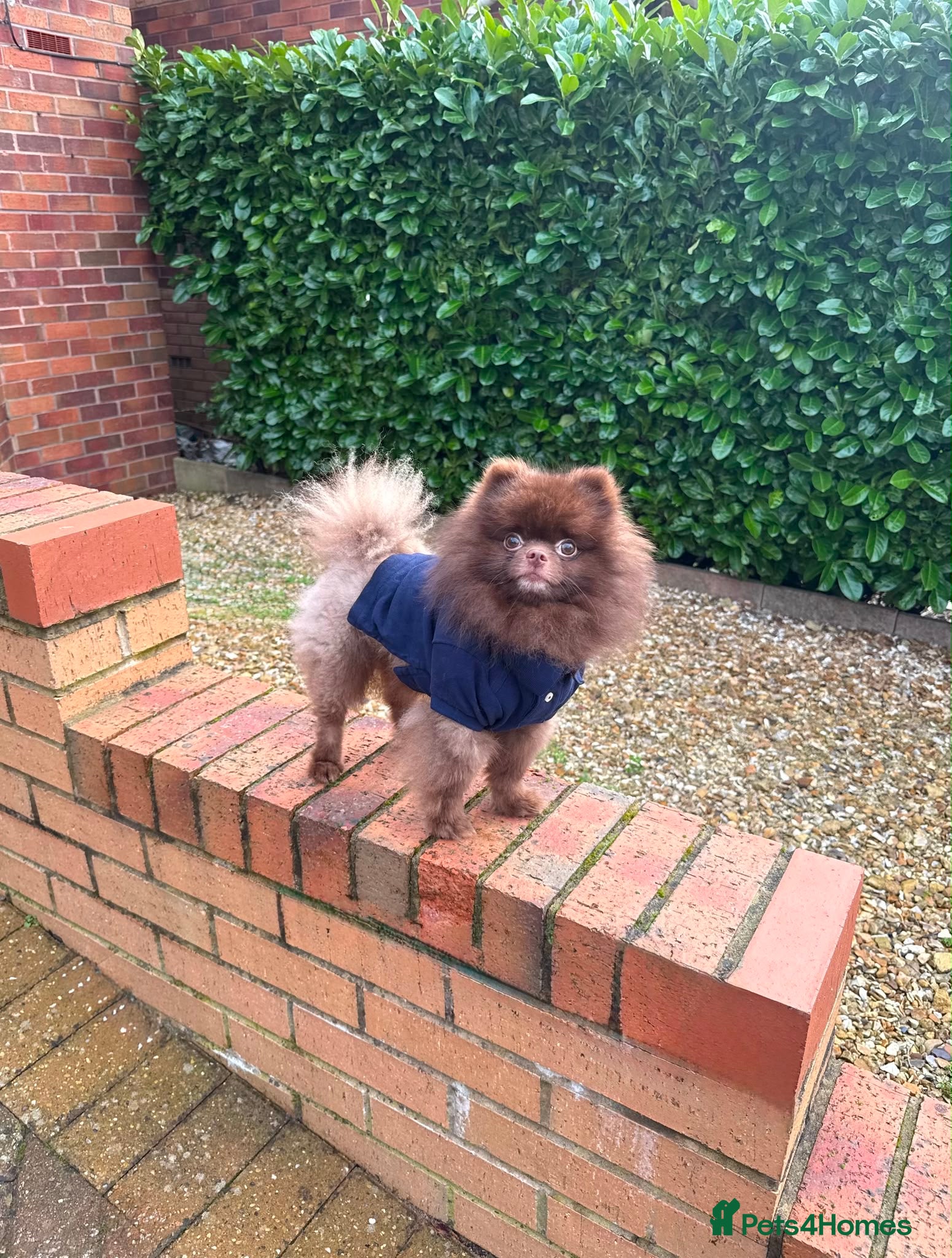 Pomeranian dogs KC Chocolate Teddy bear 🧸  - Advert 1