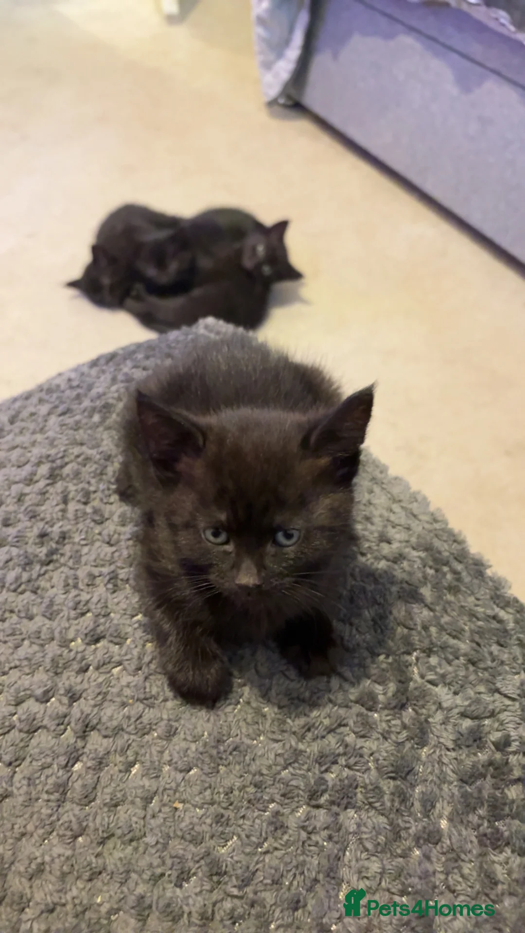 Mixed Breed cats for sale:  lovely black tabby’s looking for there homes  in Crieff - Advert 2