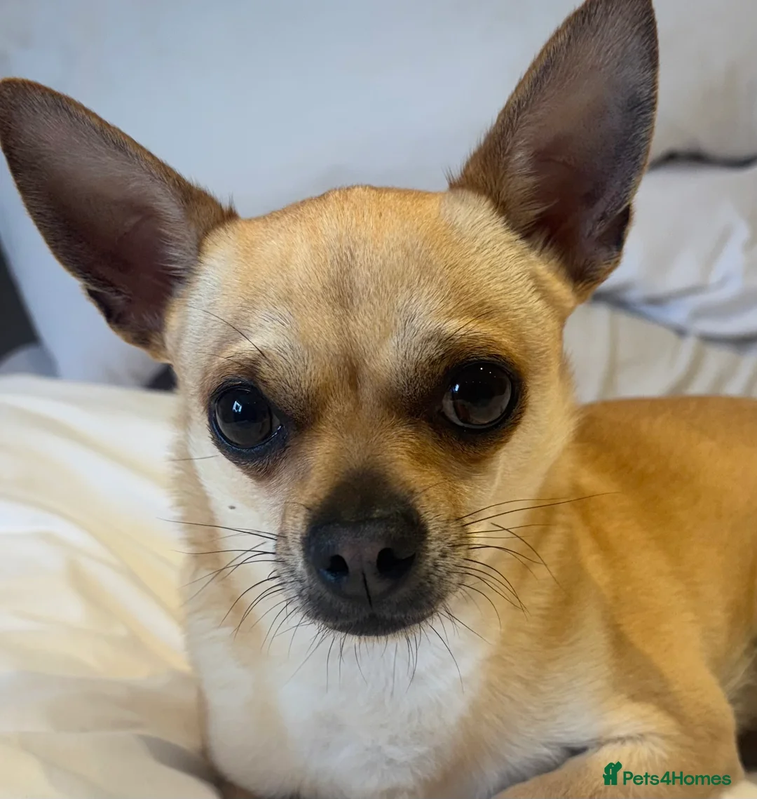 Chihuahua dogs for stud: Smart Fawn Short-Hair Chihuahua Available for Stud - Advert 1