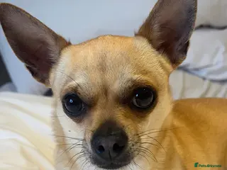 Chihuahua dogs Smart Fawn Short-Hair Chihuahua Available for Stud - Advert 5