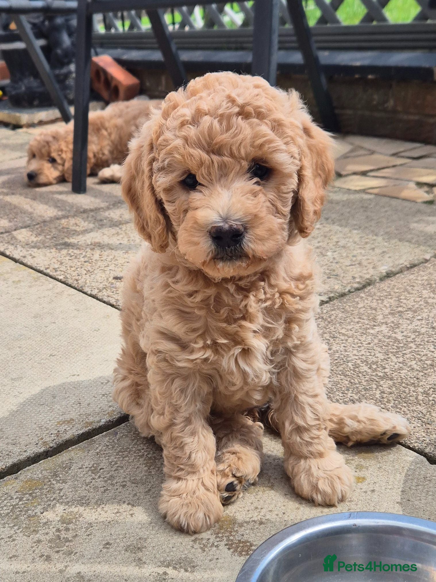 Labradoodle dogs Multi generation miniature Labradoodle - Advert 1