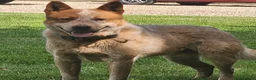 Australian Cattle Dog dogs for sale: 2 Male Australian Cattle Dogs  in Huddersfield - Advert 11