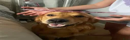 Golden Retriever dogs for stud: STUD - Beautiful Pure Golden Retriever - Advert 7