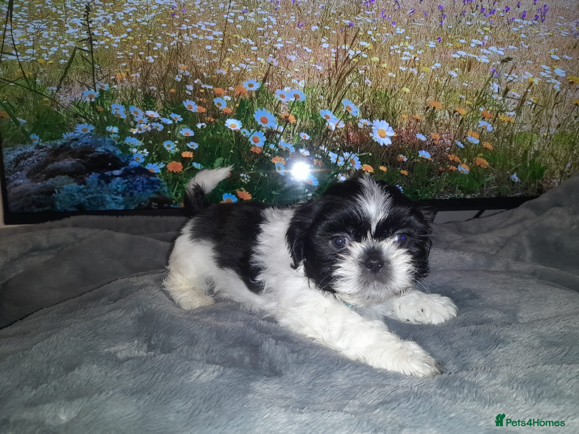 Shih Tzu dogs 3 shihtzu puppies ready now 2 boys 1 girl merthyr  - Advert 1