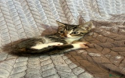 Russian Blue cats for sale: 6 beautiful kittens ❤️ - Image 4