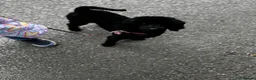 Miniature Poodle dogs for sale: Female poodle - Advert 3