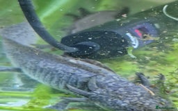 Other/Mixed Breed fish for sale: Axolotls - Advert 5