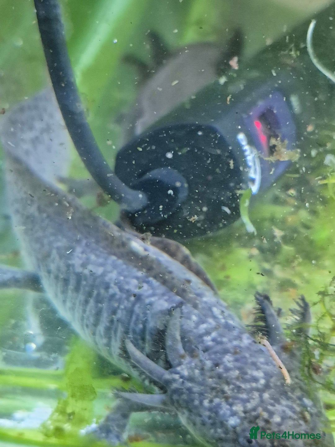 Other/Mixed Breed fish for sale: Axolotls - Advert 5