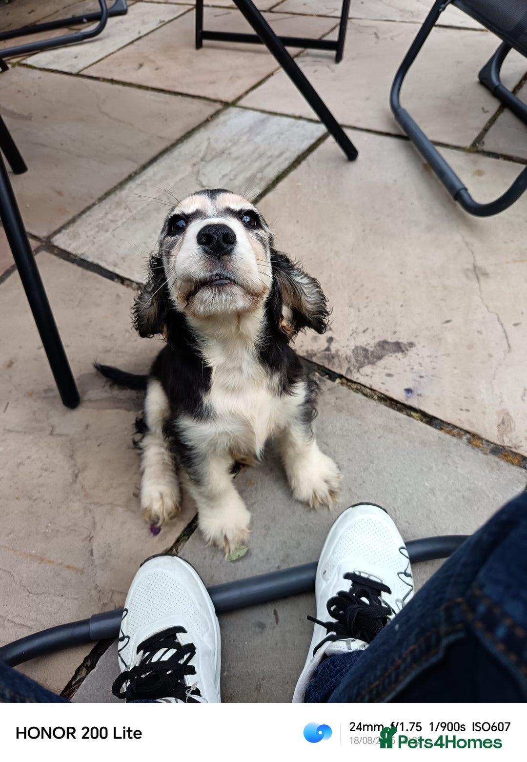 Cocker Spaniel dogs for sale: Cocker Spaniel puppies  - Image 6