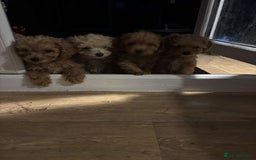 Cavapoo dogs for sale: F1b toy cavapoos  - Image 2